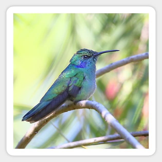 Green Violetear Hummingbird Sticker by Carole-Anne